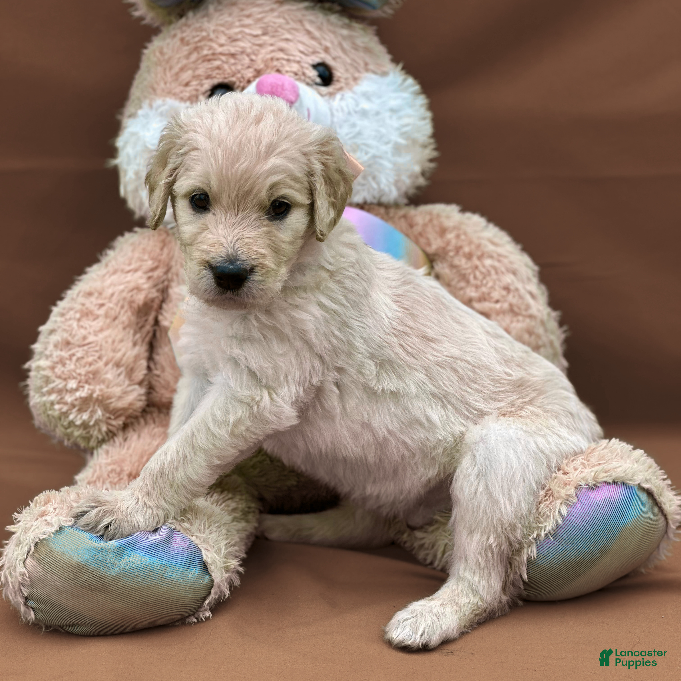 Goldendoodle dogs Qui-Gon Jin - Ad 1