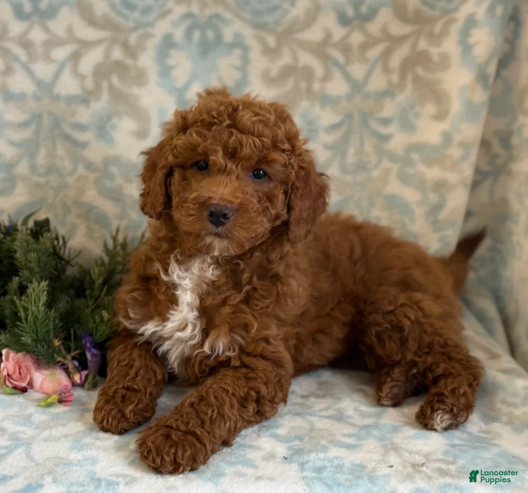 Mini Goldendoodle dogs for sale: Blitz - Ad 6
