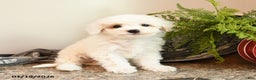 Bichpoo dogs for sale: Cookie - Ad 5