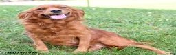 Mixed Breed dogs for sale: Milo - Ad 5