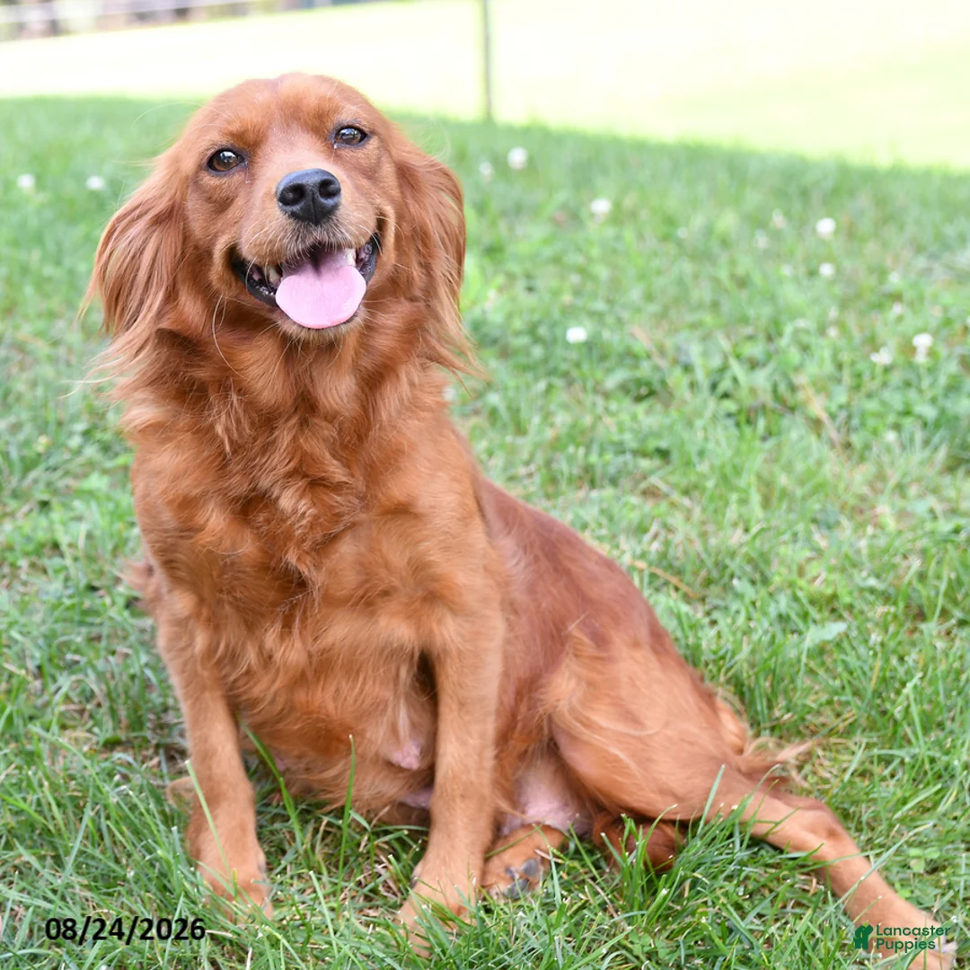 Mixed Breed dogs for sale: Milo - Ad 5