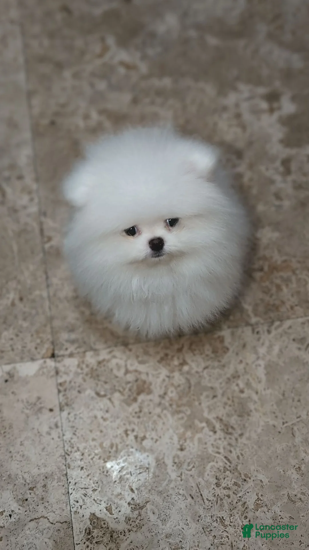 Pomeranian dogs for stud: Suki Stud  - Ad 2