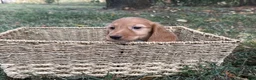 Miniature Dachshund dogs for sale: Dark cream  - Ad 4
