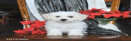 Bichon Frise dogs for sale: Annie - Ad 2