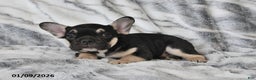 French Bulldog dogs for sale: Mike - Ad 4