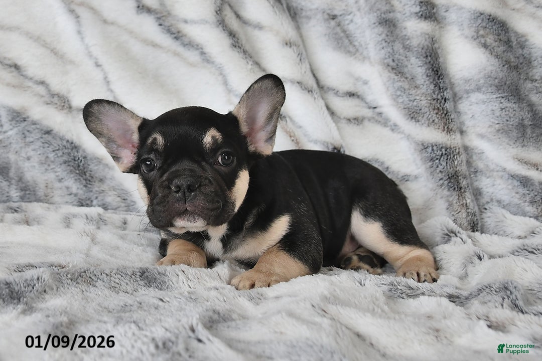 French Bulldog dogs for sale: Mike - Ad 4