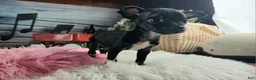 Chihuahua dogs for sale: Vanillas black girl. Hand Delivery  - Ad 7
