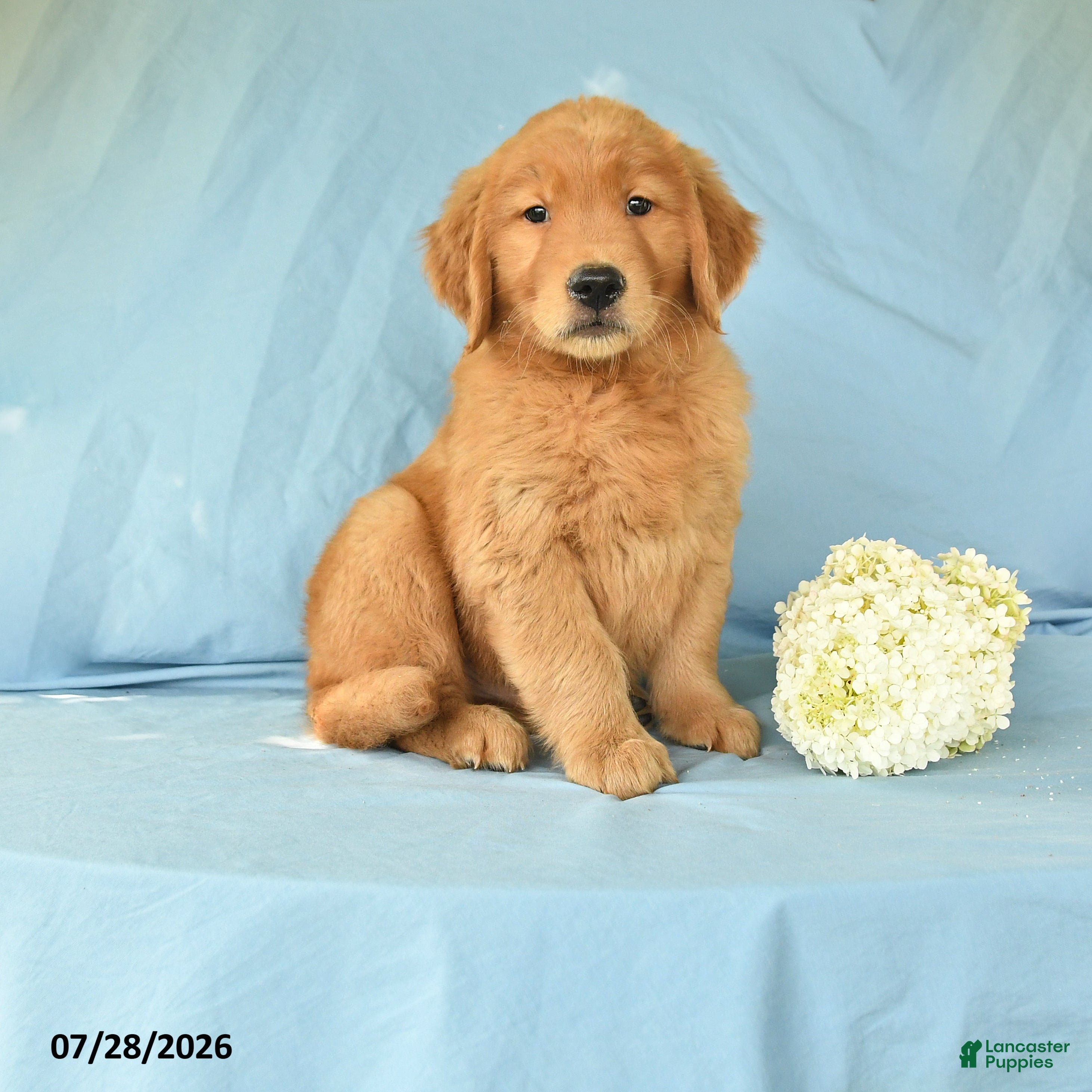 Golden Retriever dogs Marcus - Ad 1