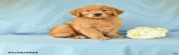 Golden Retriever dogs for sale: Marcus - Ad 1