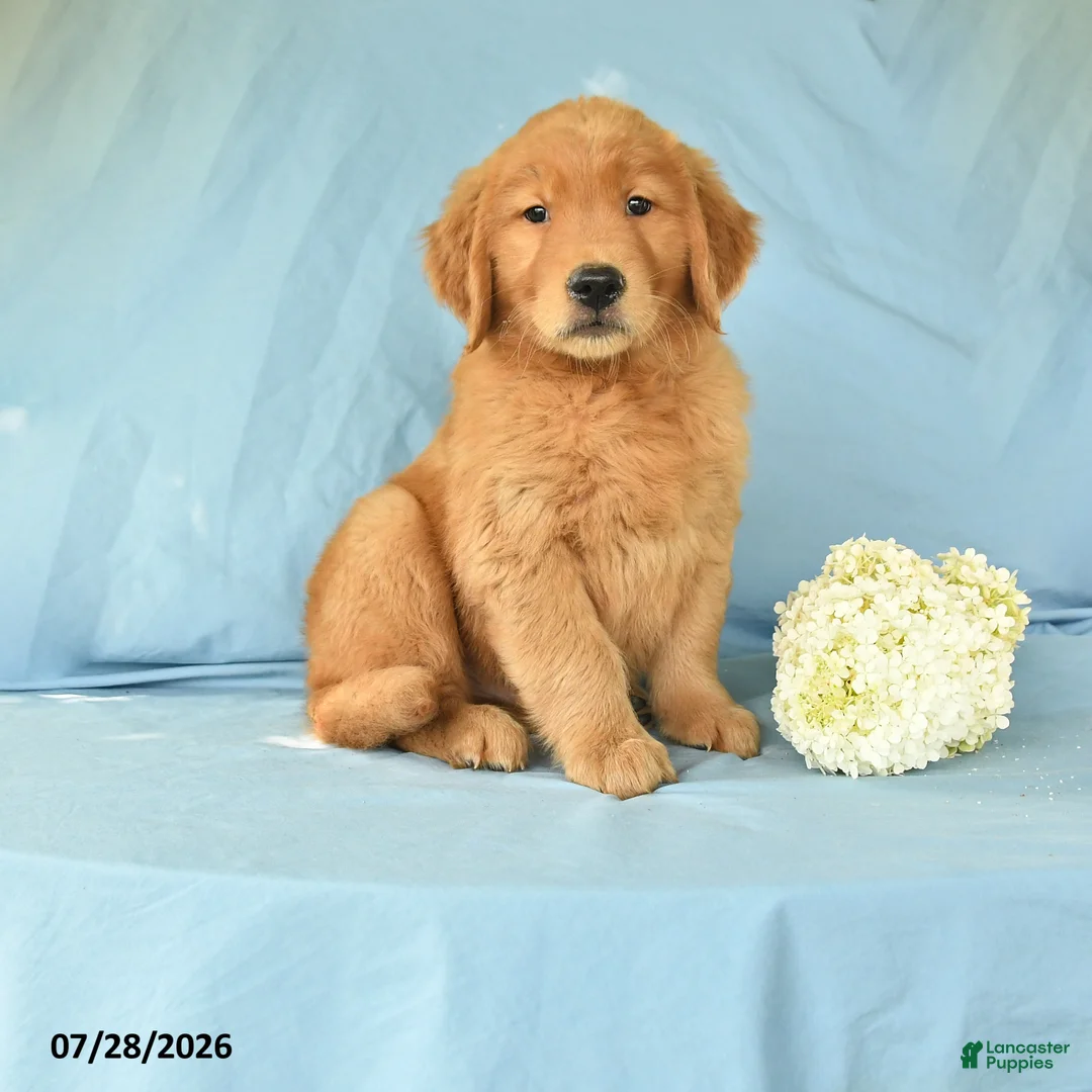 Golden Retriever dogs for sale: Marcus - Ad 1