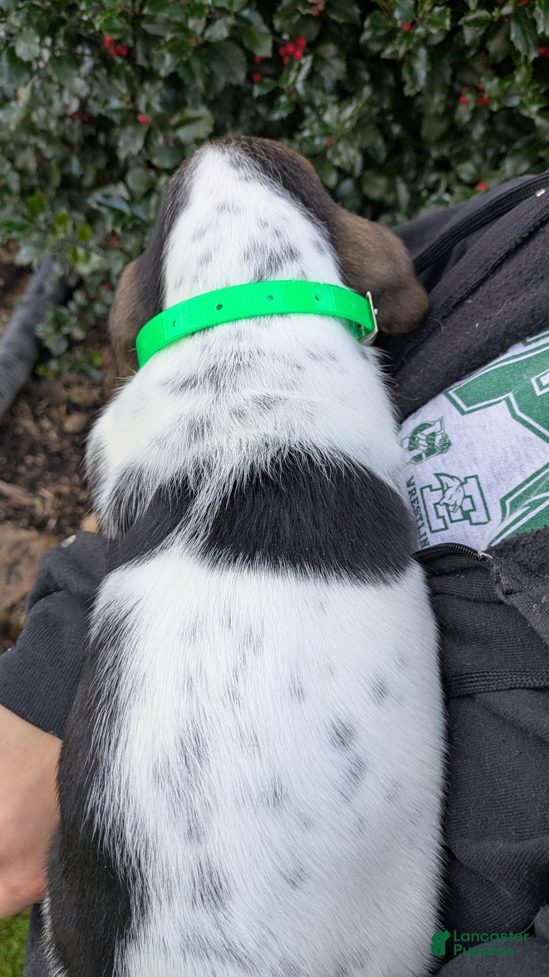 Basset Hound dogs for sale: Ty - Ad 5