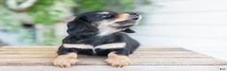 Miniature Dachshund dogs for sale: Mabel - Ad 4
