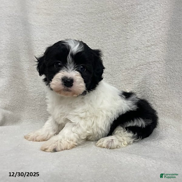 Maltipoo dogs for sale: Oreo - Ad 3