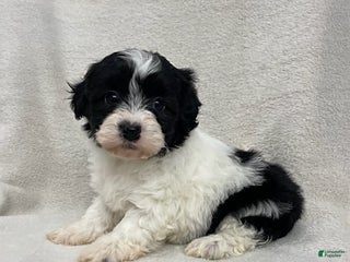 Maltipoo dogs for sale: Oreo - Ad 3