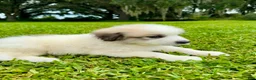 Great Pyrenees dogs for sale: Purple Boy - Ad 8