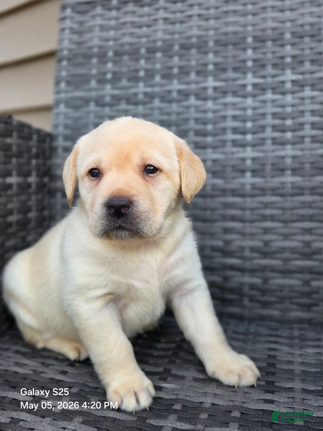 Labrador Retriever dogs for sale: Big Boy  - Ad 3