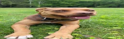 Mixed Breed dogs for sale: Mixed Breed 1 - Ad 4