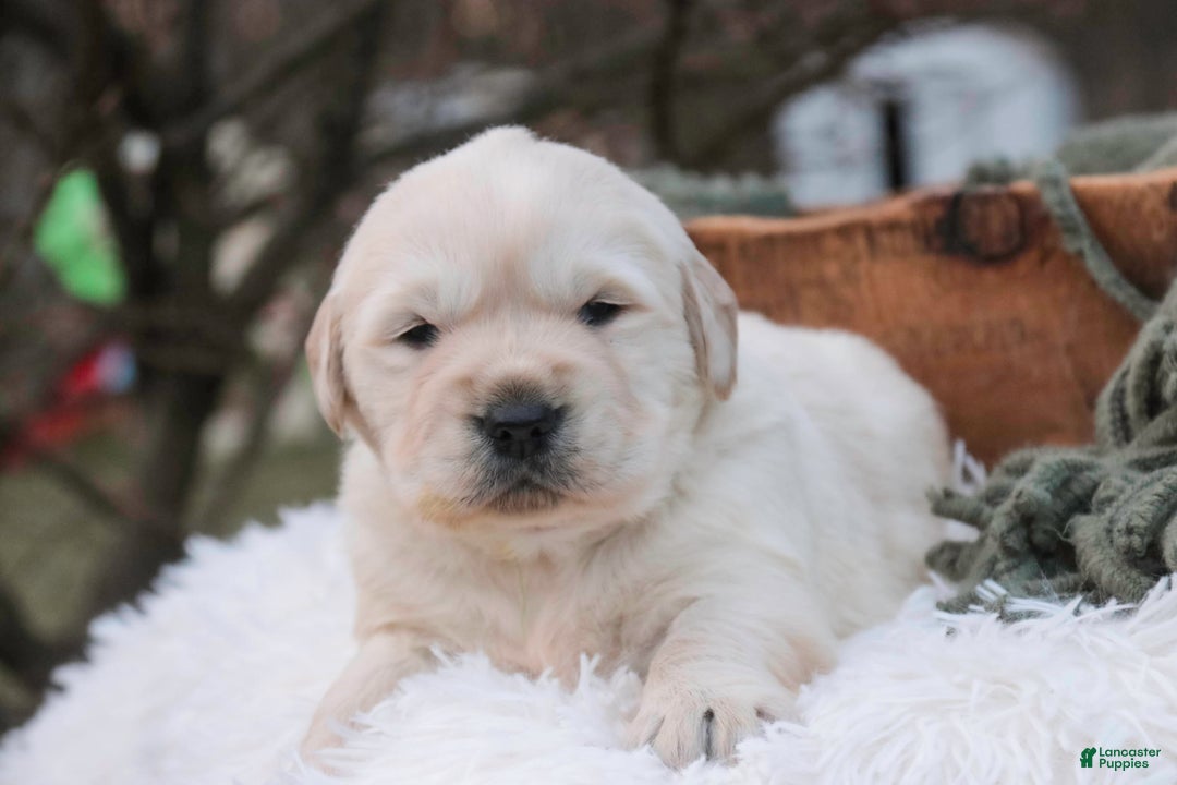 Golden Retriever dogs for sale: Riggs - Ad 7