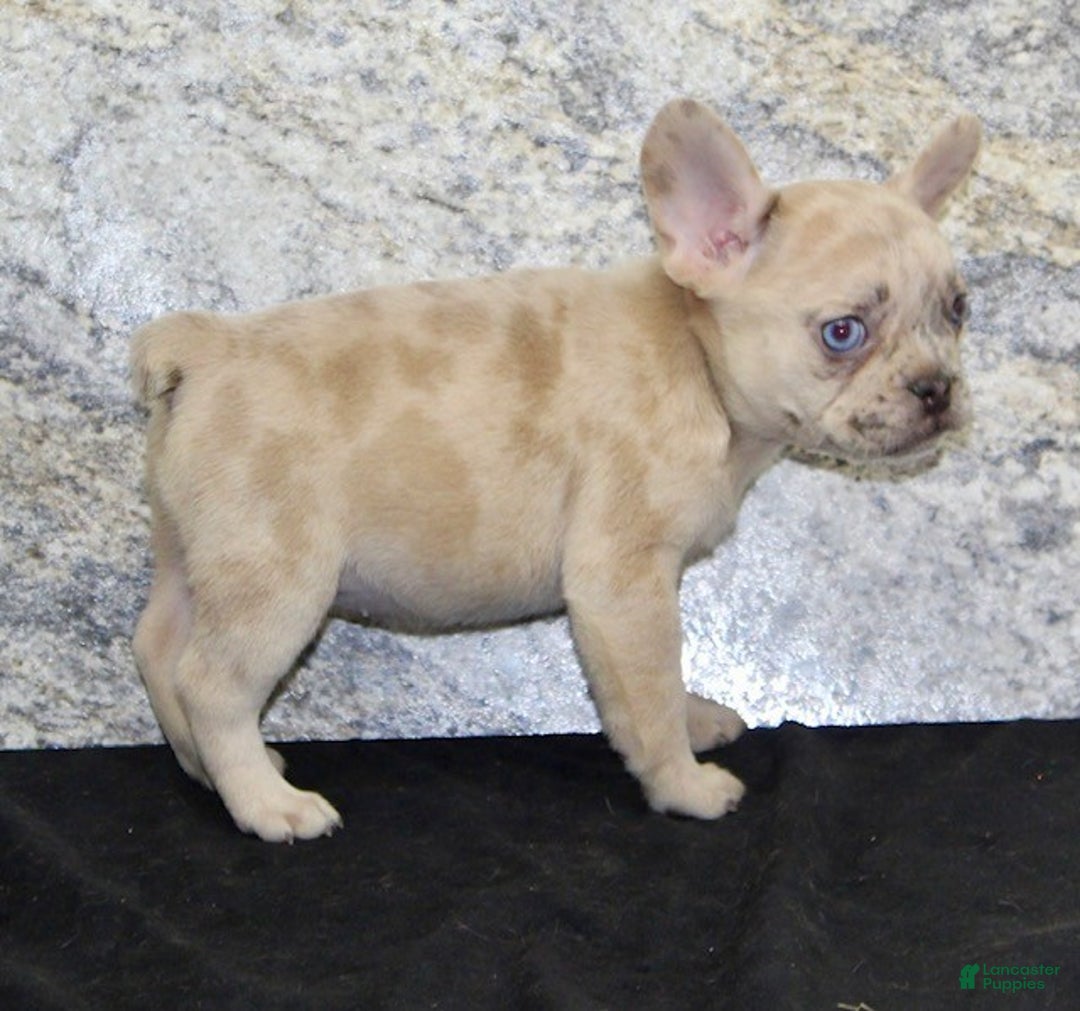 French Bulldog dogs for sale: Roxanne - Ad 7