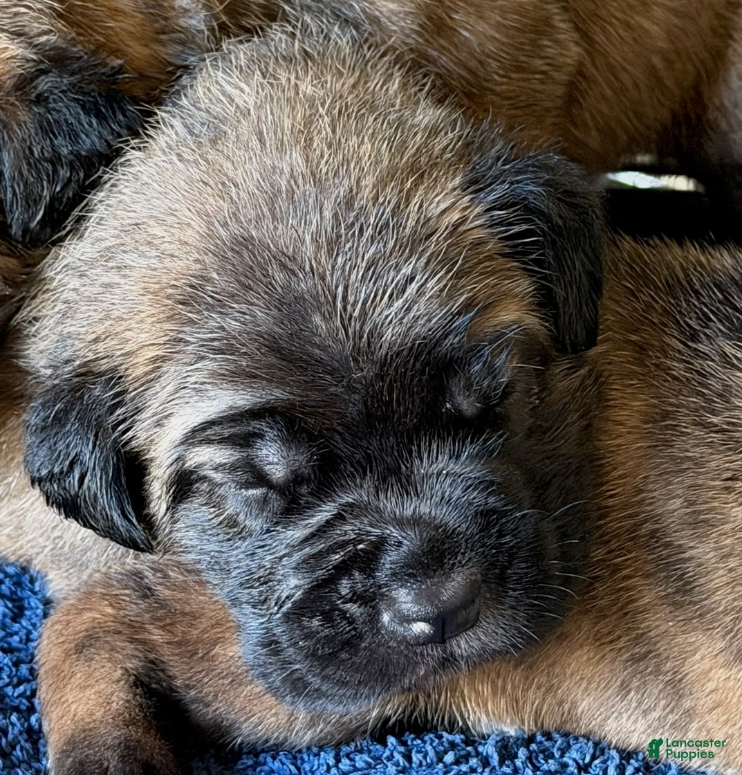 Cane Corso dogs Yellow Collar - Ad 2