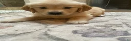 Golden Retriever dogs for sale: Yellow collar girl - Ad 4
