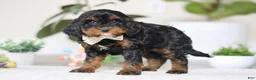 Cockapoo dogs for sale: Harper - Ad 3
