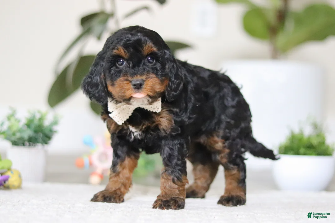 Cockapoo dogs for sale: Harper - Ad 3