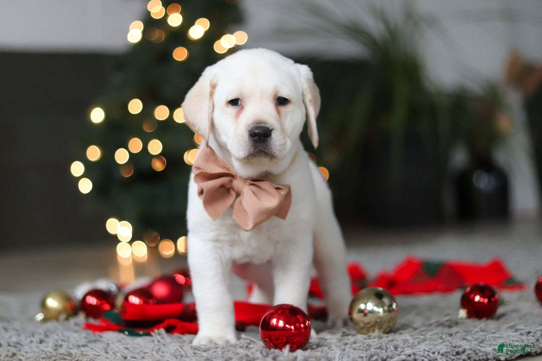 Labrador Retriever dogs for sale: Buddy - Ad 16