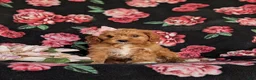 Cavapoo dogs for sale: Nina - Ad 4