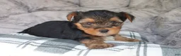Yorkshire Terrier dogs for sale: Maggie - Ad 11