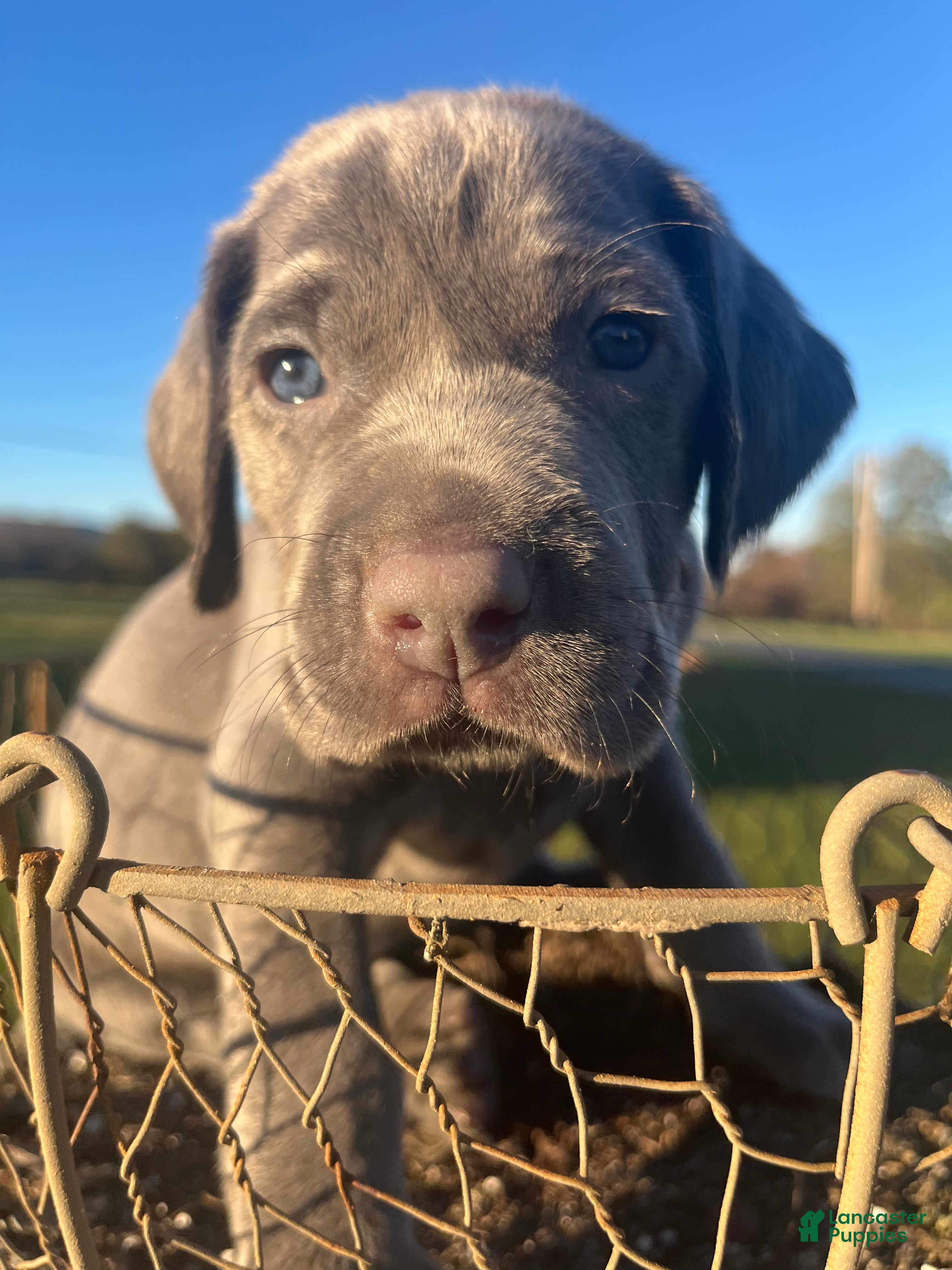 Weimaraner dogs Blue - Ad 3