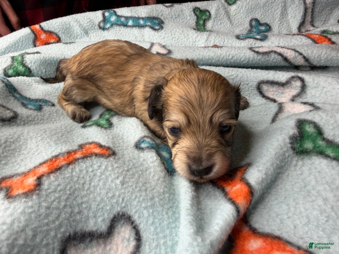 Miniature Dachshund dogs for sale: ee cream - Ad 10