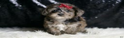 Yorkiepoo dogs for sale: Uno - Ad 2