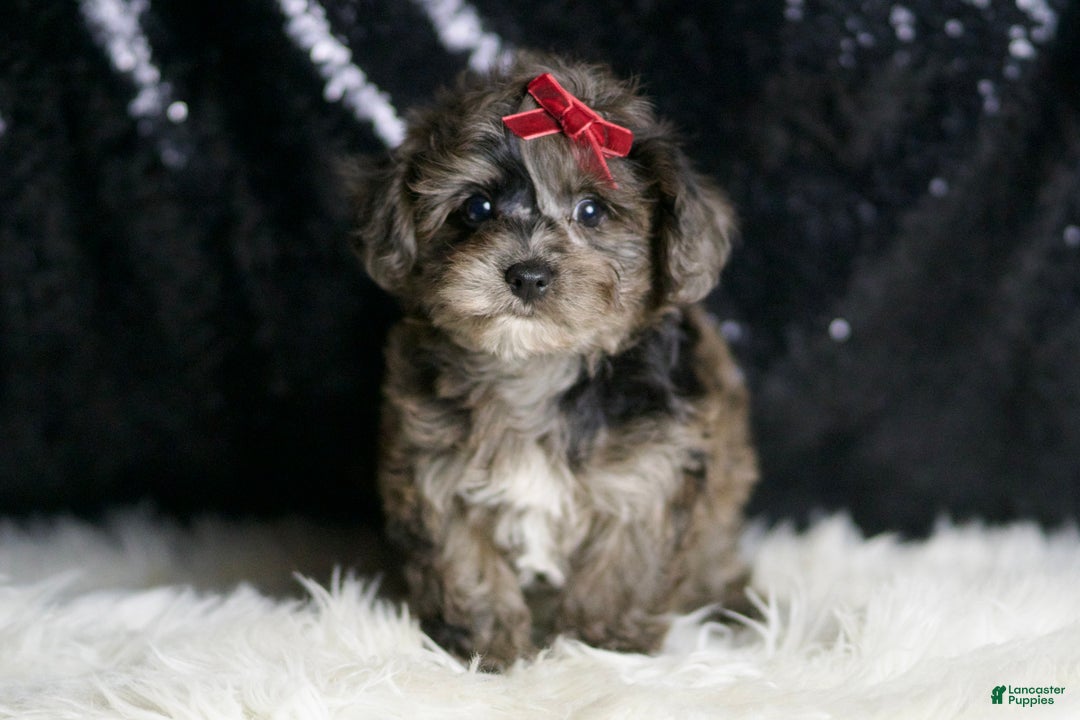 Yorkiepoo dogs for sale: Uno - Ad 2