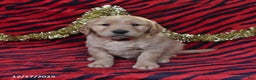 Golden Retriever dogs for sale: Rocket - Ad 4