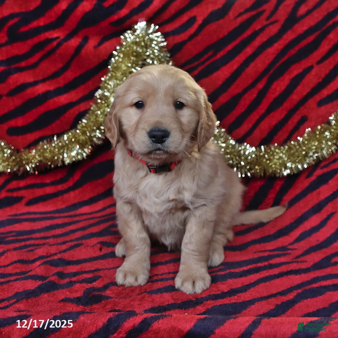 Golden Retriever dogs for sale: Rocket - Ad 4