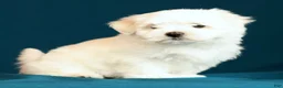 Maltese dogs for sale: Lucy - Ad 7