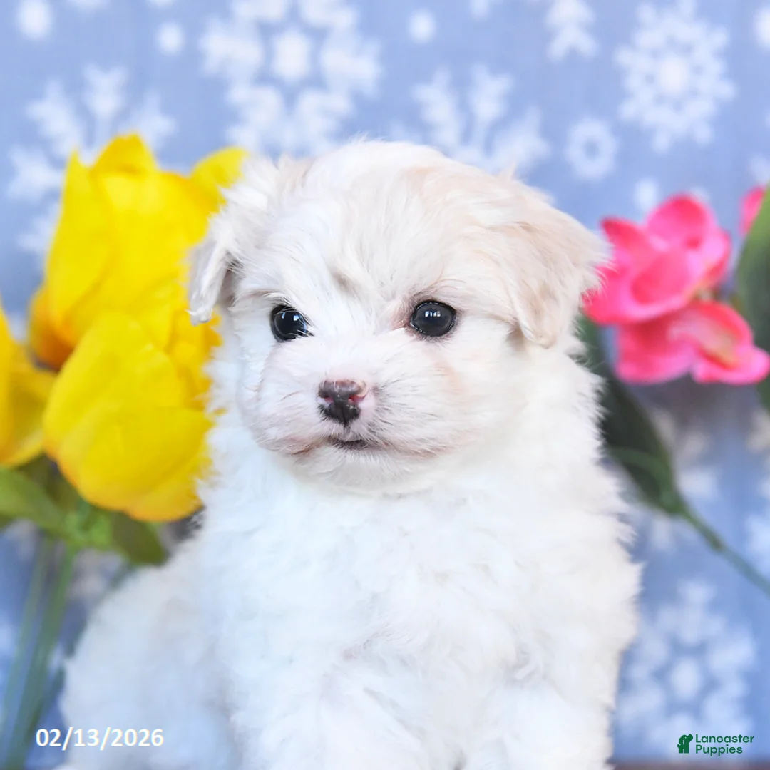 Maltese dogs for sale: Bella   - Ad 2