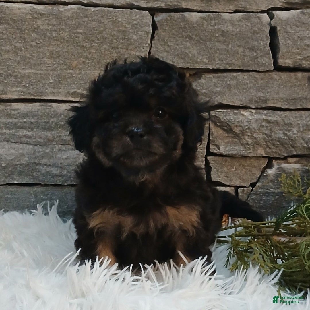 Shihpoo dogs for sale: Hope  - Ad 3