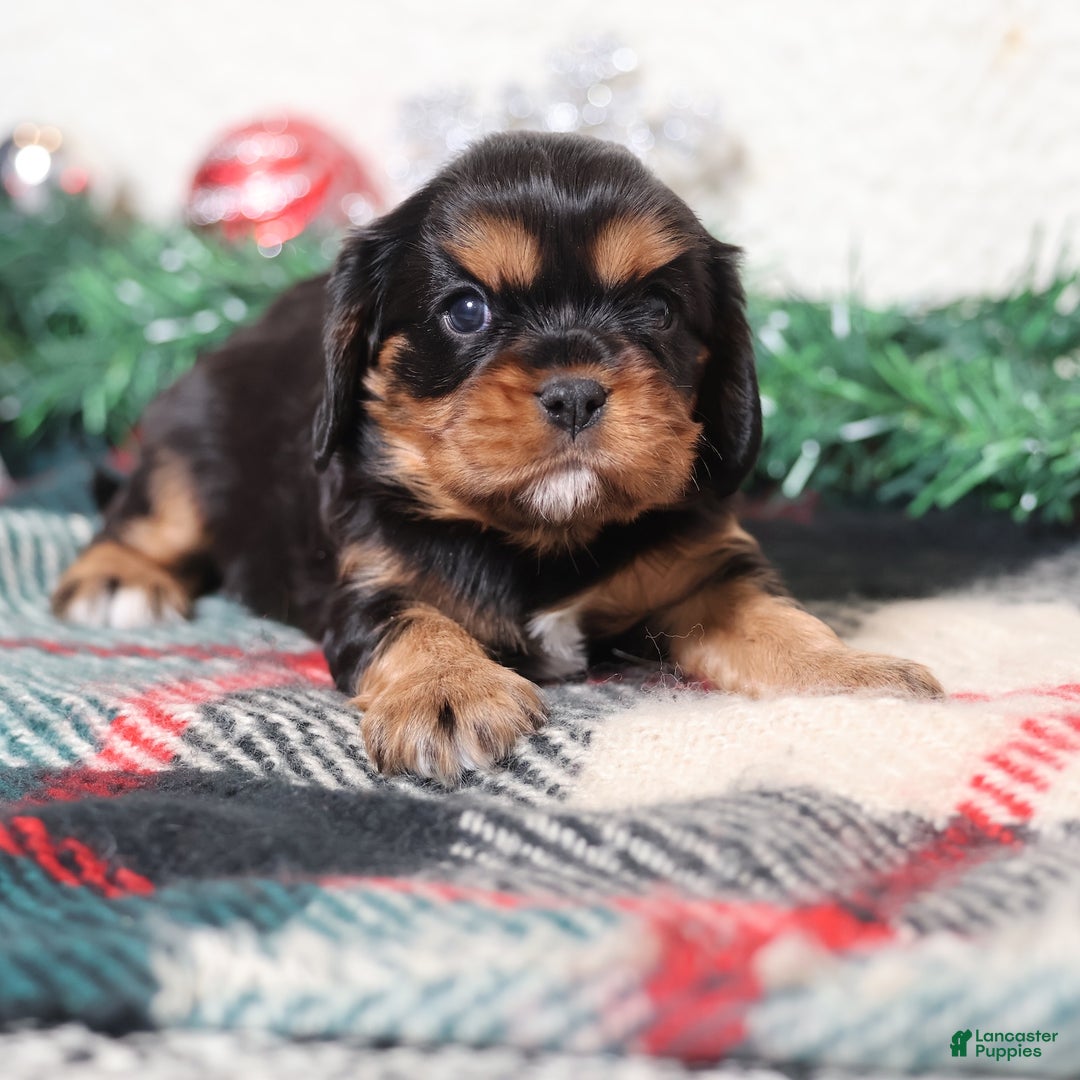 Cavalier King Charles Spaniel dogs for sale: Noah | Genetically Screened  - Ad 4