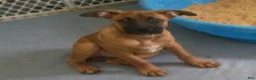 Mixed Breed dogs for sale: Mixed Breed 4 - Ad 2