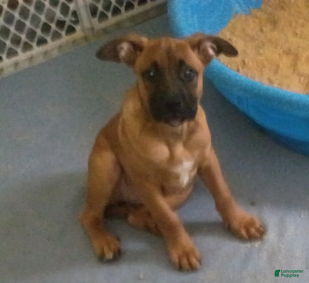 Mixed Breed dogs for sale: Mixed Breed 4 - Ad 2
