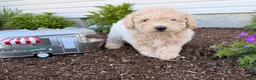 Bichpoo dogs for sale: Matthew  - Ad 4