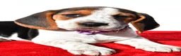 Beagle dogs for sale: Molly - Ad 5