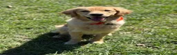 Golden Retriever dogs for sale: Golden Retriever 1 - Ad 2