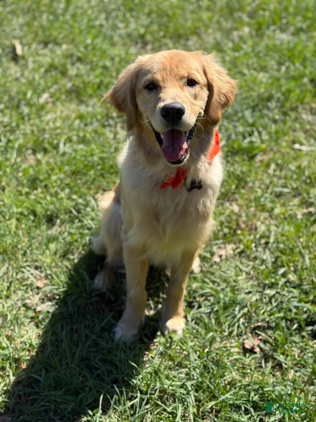 Golden Retriever dogs for sale: Golden Retriever 1 - Ad 2