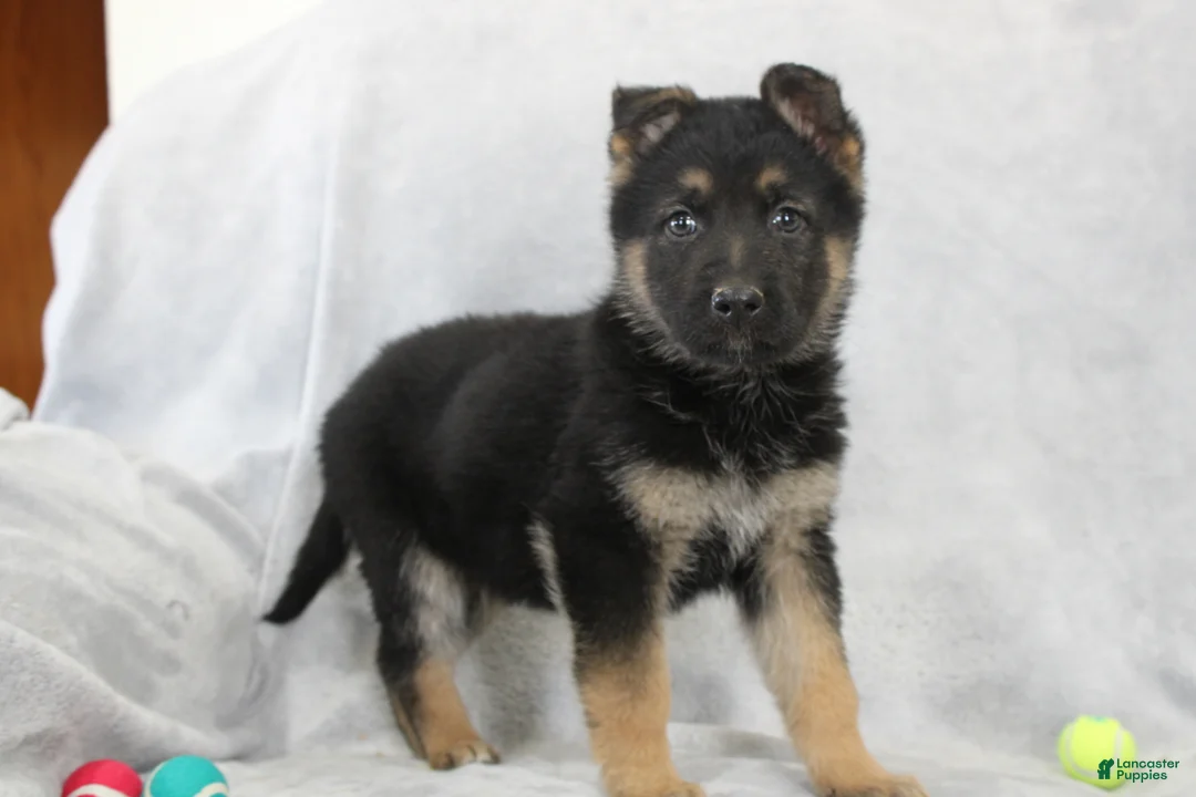 German Shepherd dogs for sale: Charlie - Ad 2