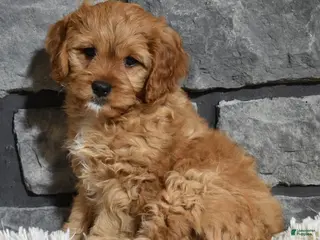 Cavapoo dogs Parker - Ad 39