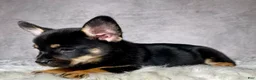 Mixed Breed dogs for sale: Mr. Hunter  - Ad 9