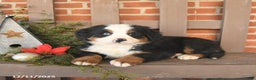 Bernese Mountain Dog dogs for sale: Bonnie - Ad 2